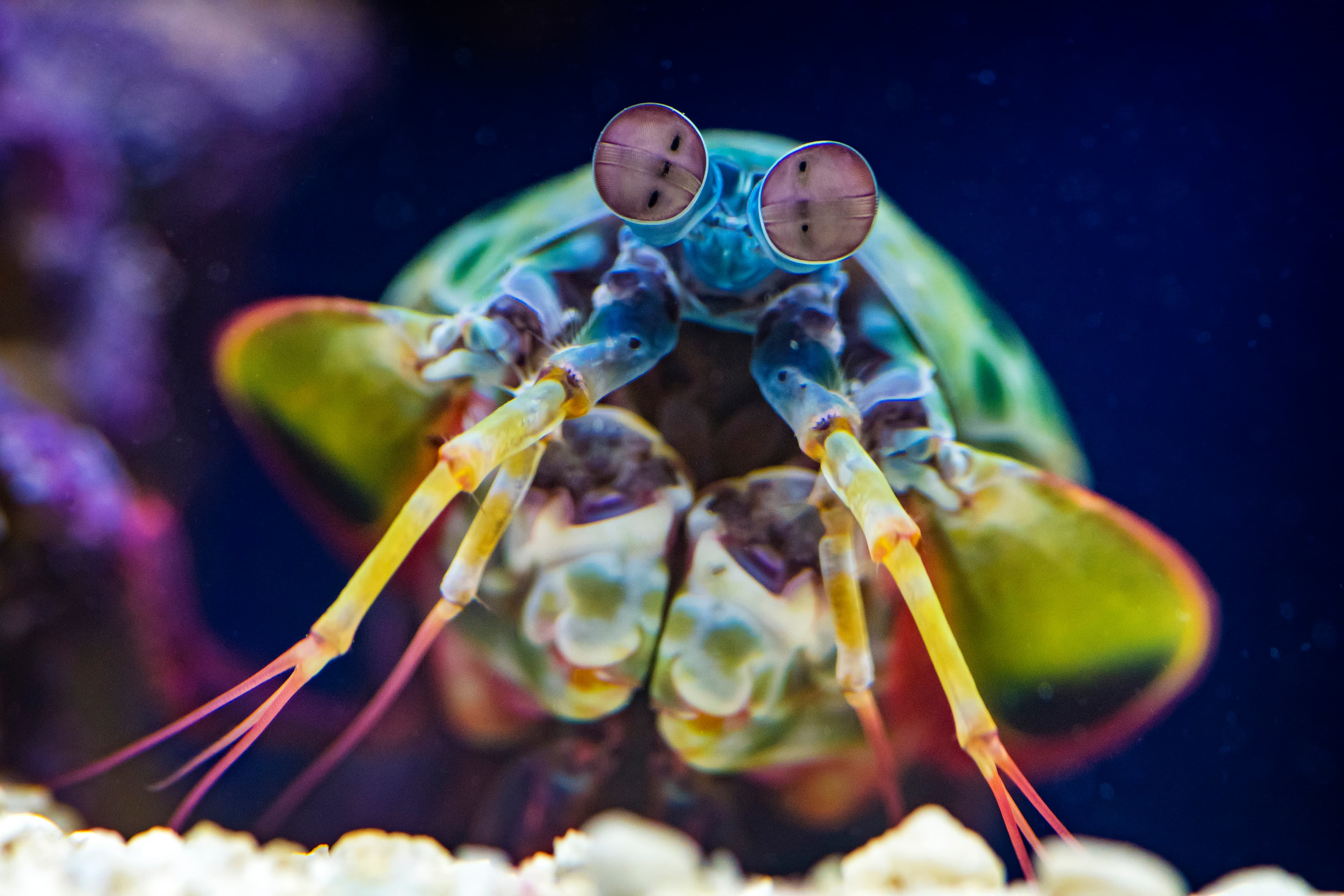 Ripley's Aquarium of Canada Joins Toronto CityPASS Program